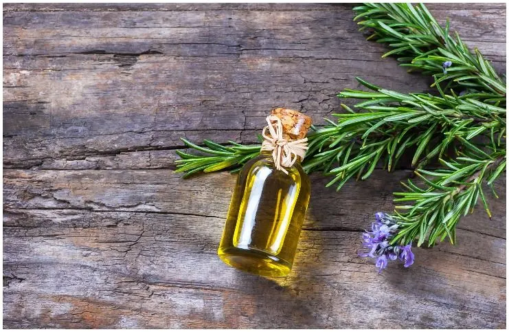 Rosemary essential oil for protection