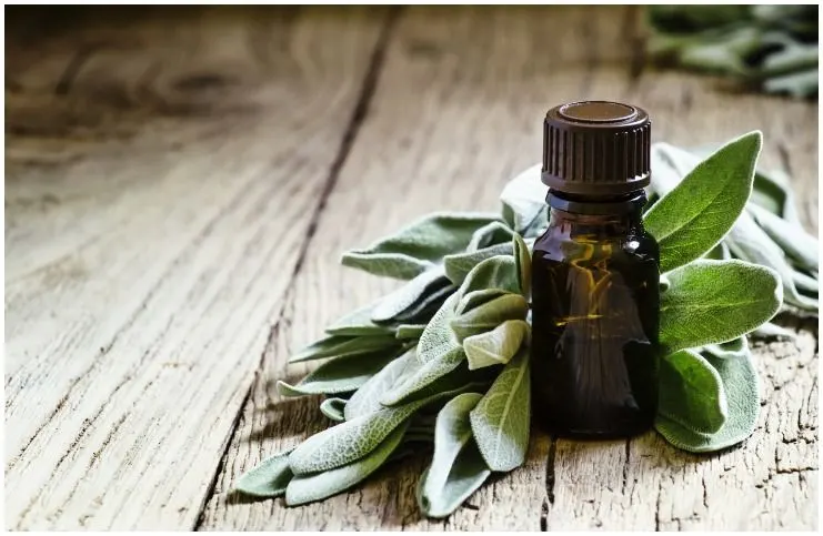 Sage essential oil for protection