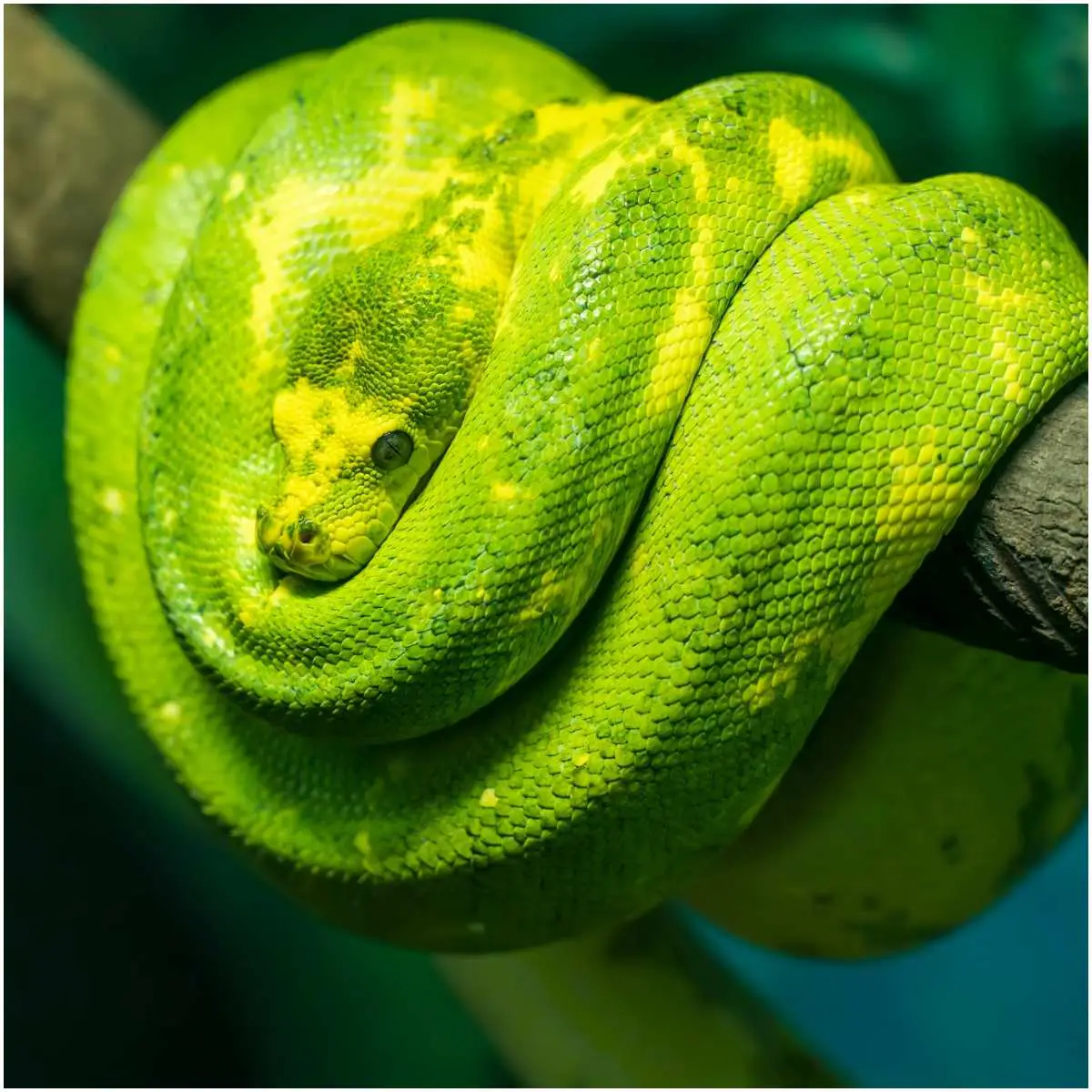 green snake