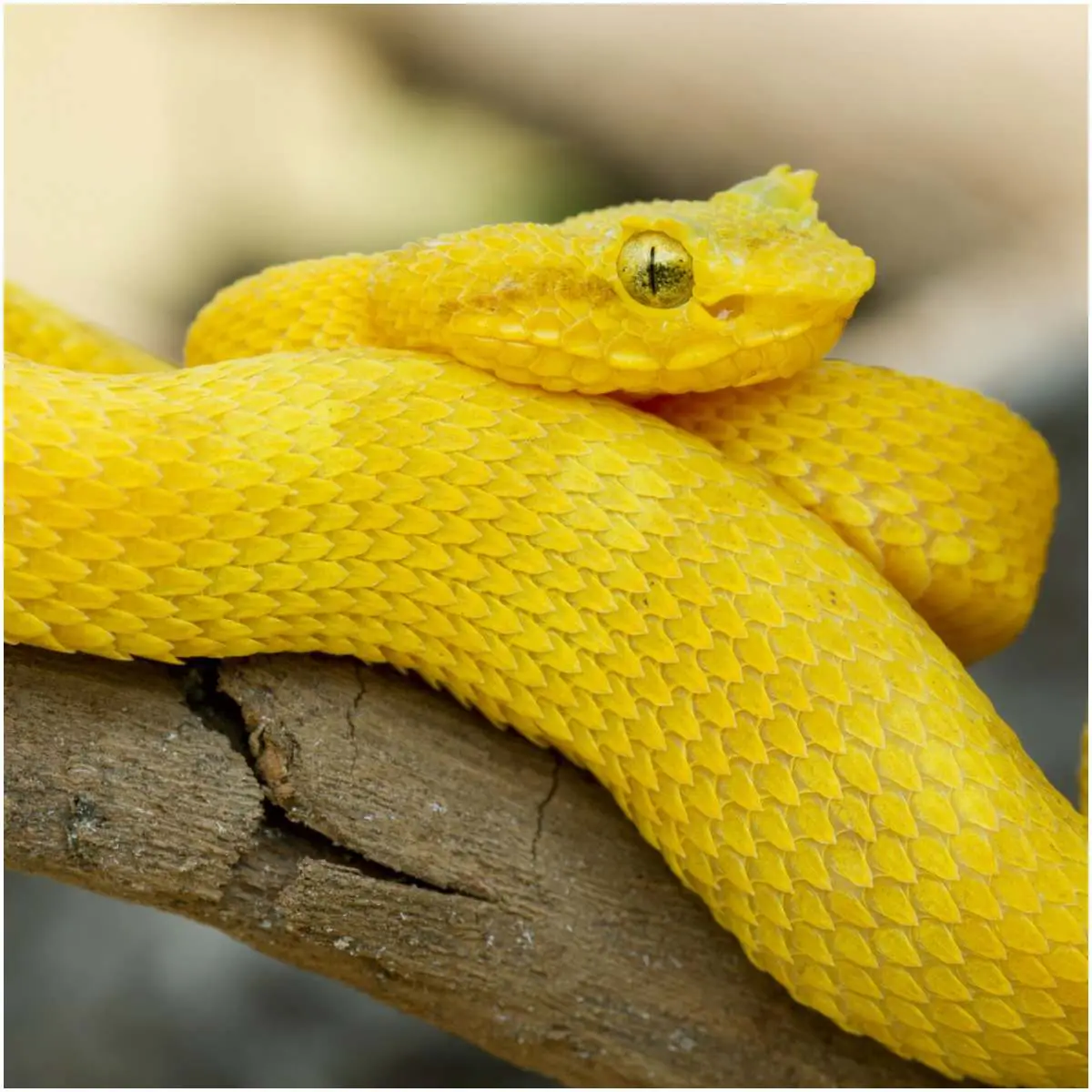 Yellow Snake