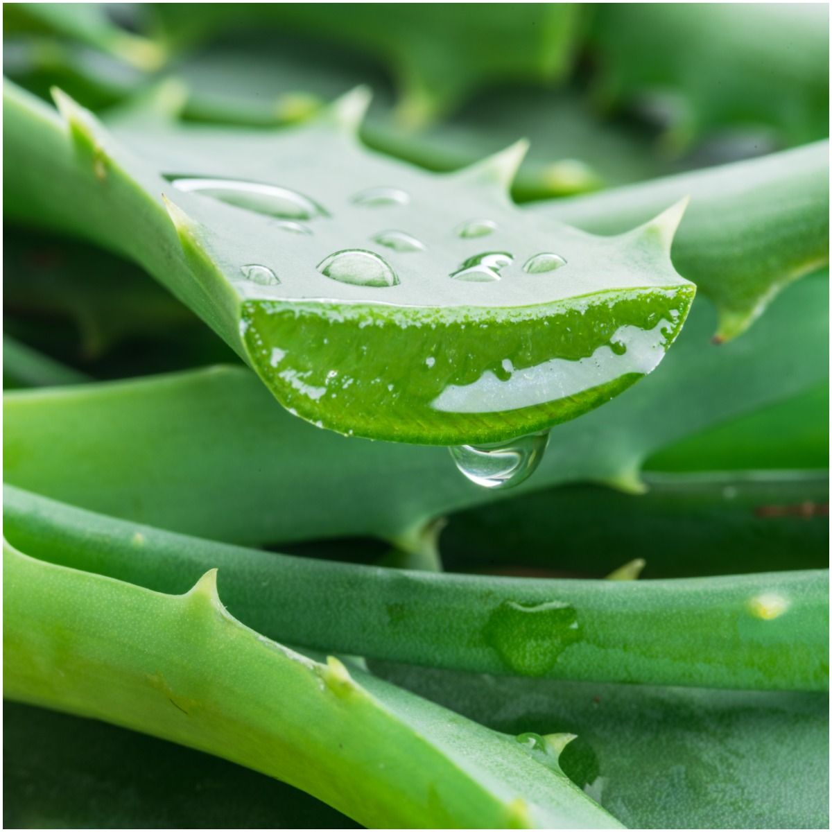 Aloe for good luck