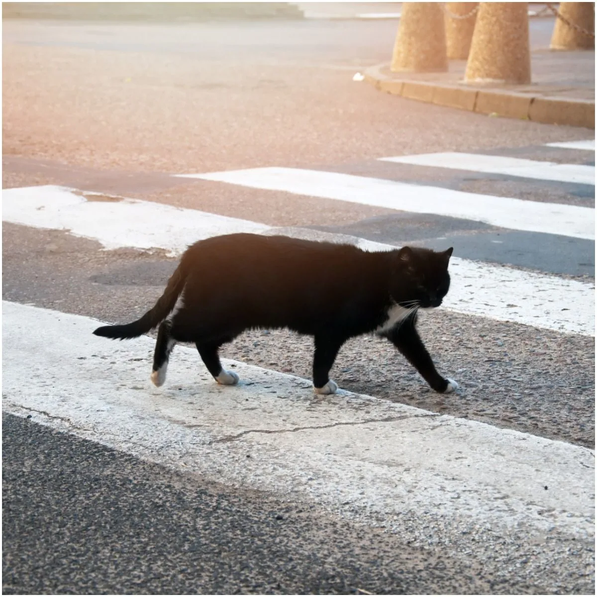 Spiritual Meaning of Black Cat