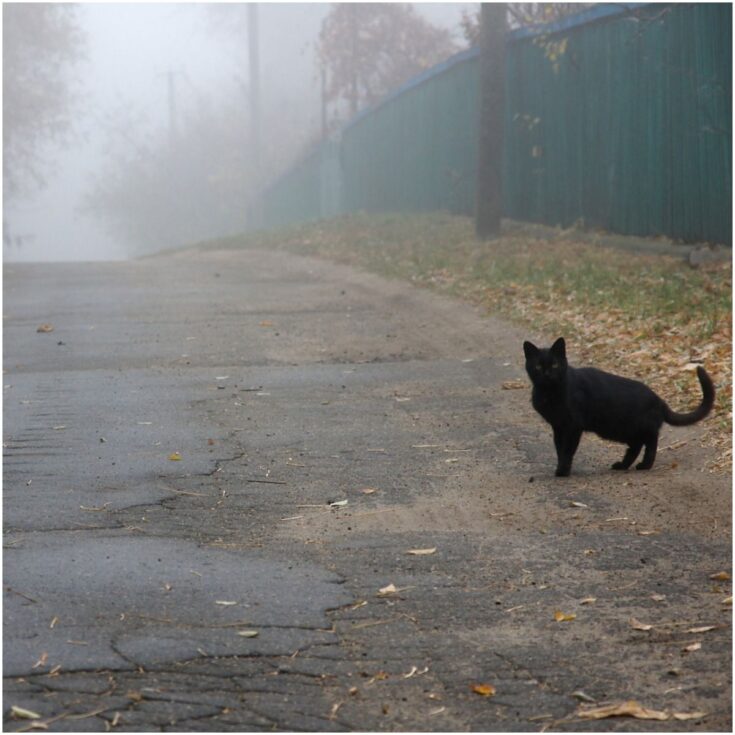 Spiritual Meaning of Black Cat Crossing Your Path Insight state