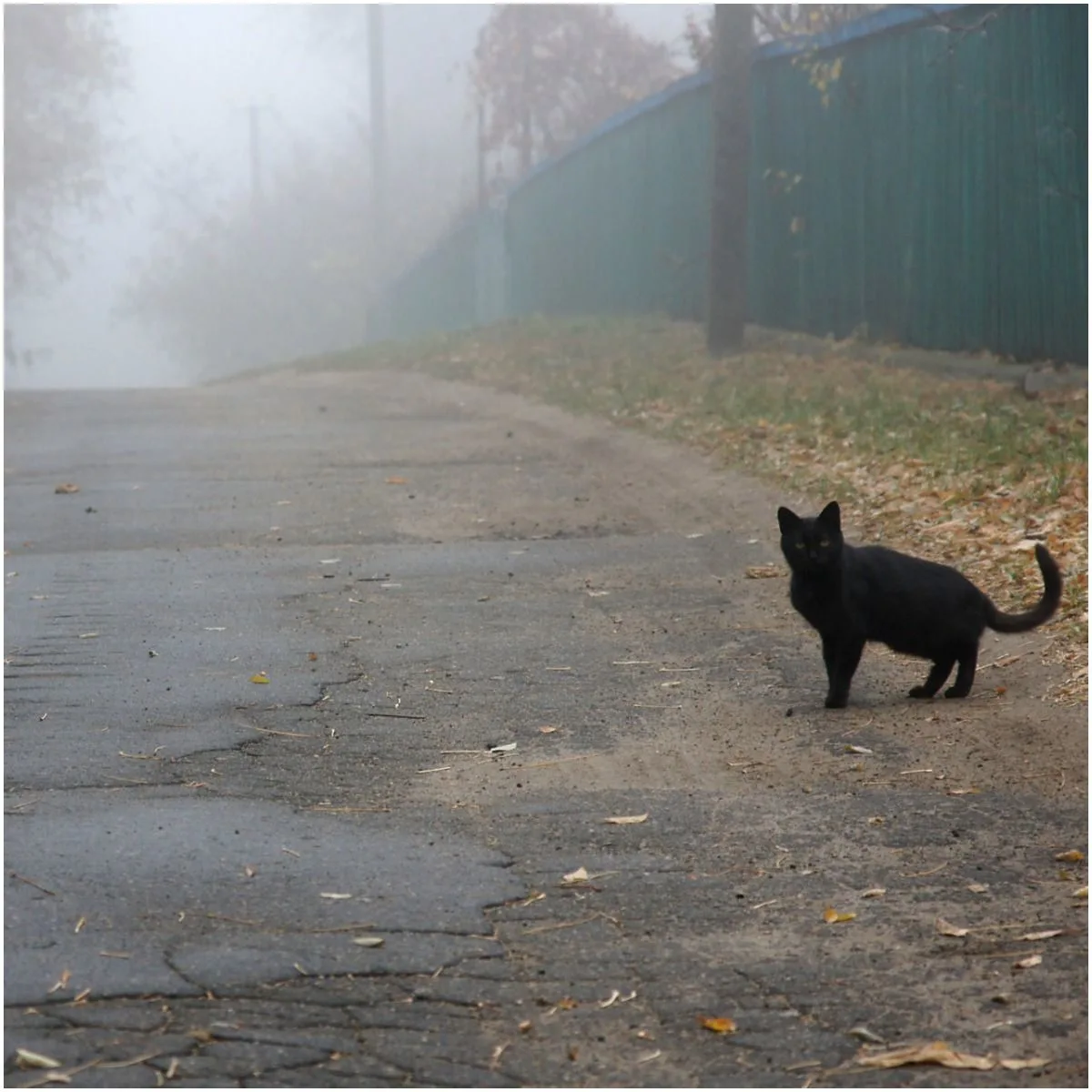 Spiritual Meaning of Black Cat