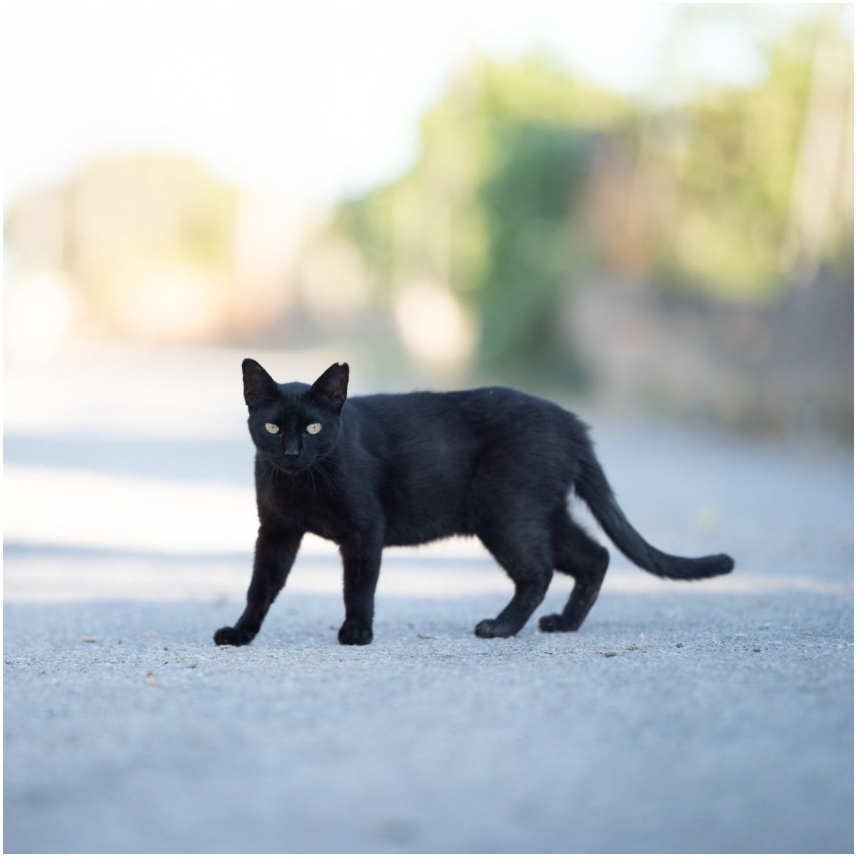 Spiritual Meaning of Black Cat