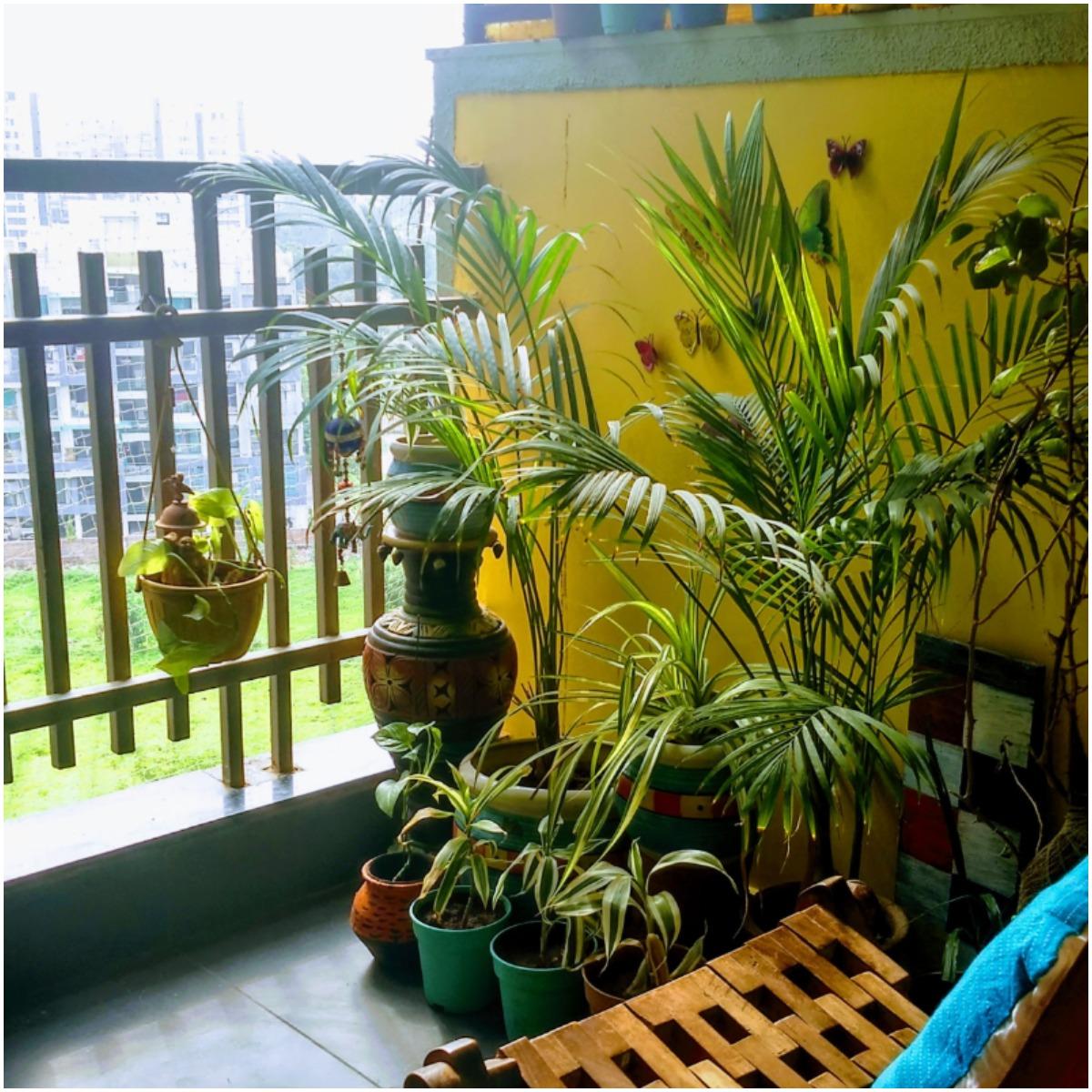 Areca Palm Plant That Create Positive Energy In Your Home