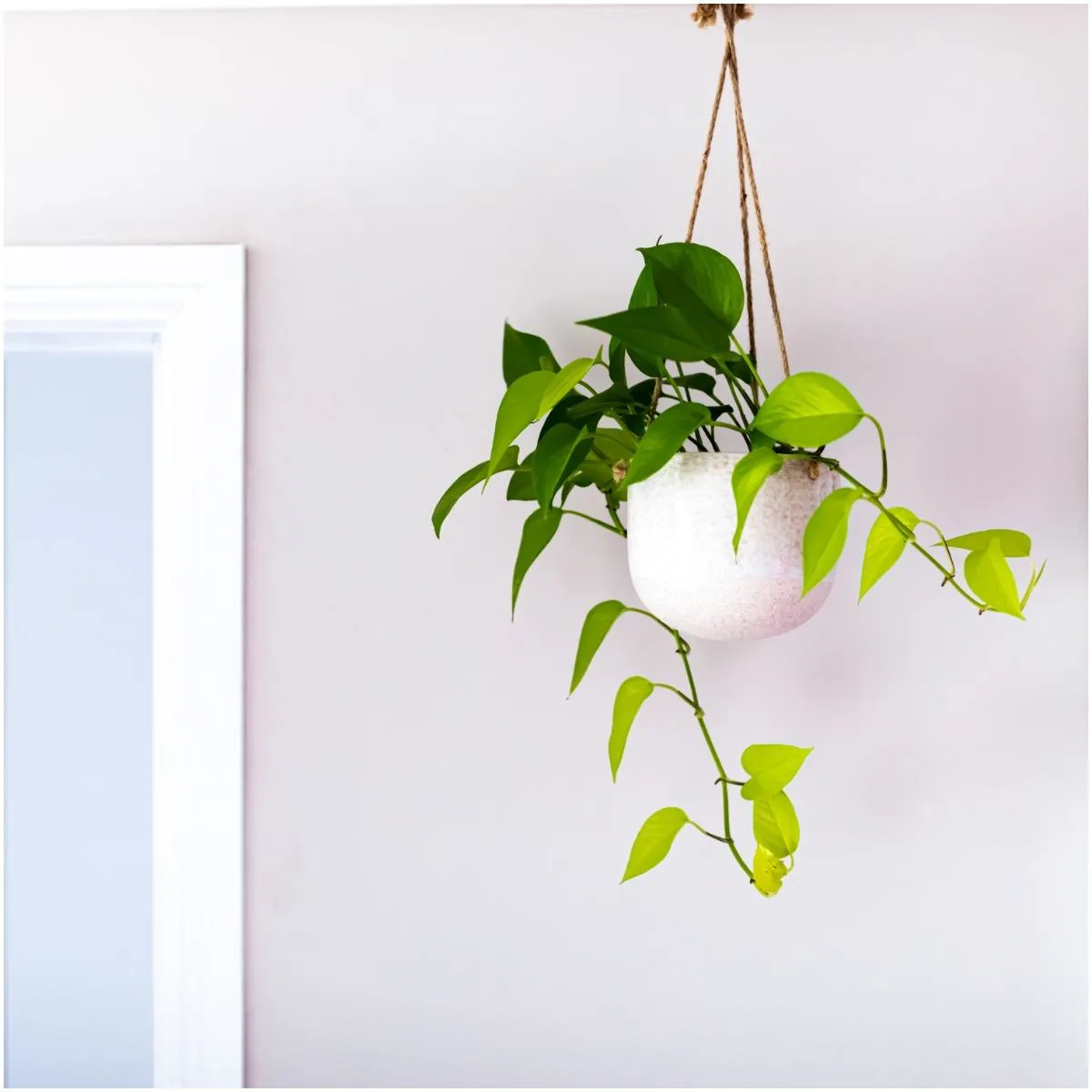 English Ivy Plant That Create Positive Energy In Your Home