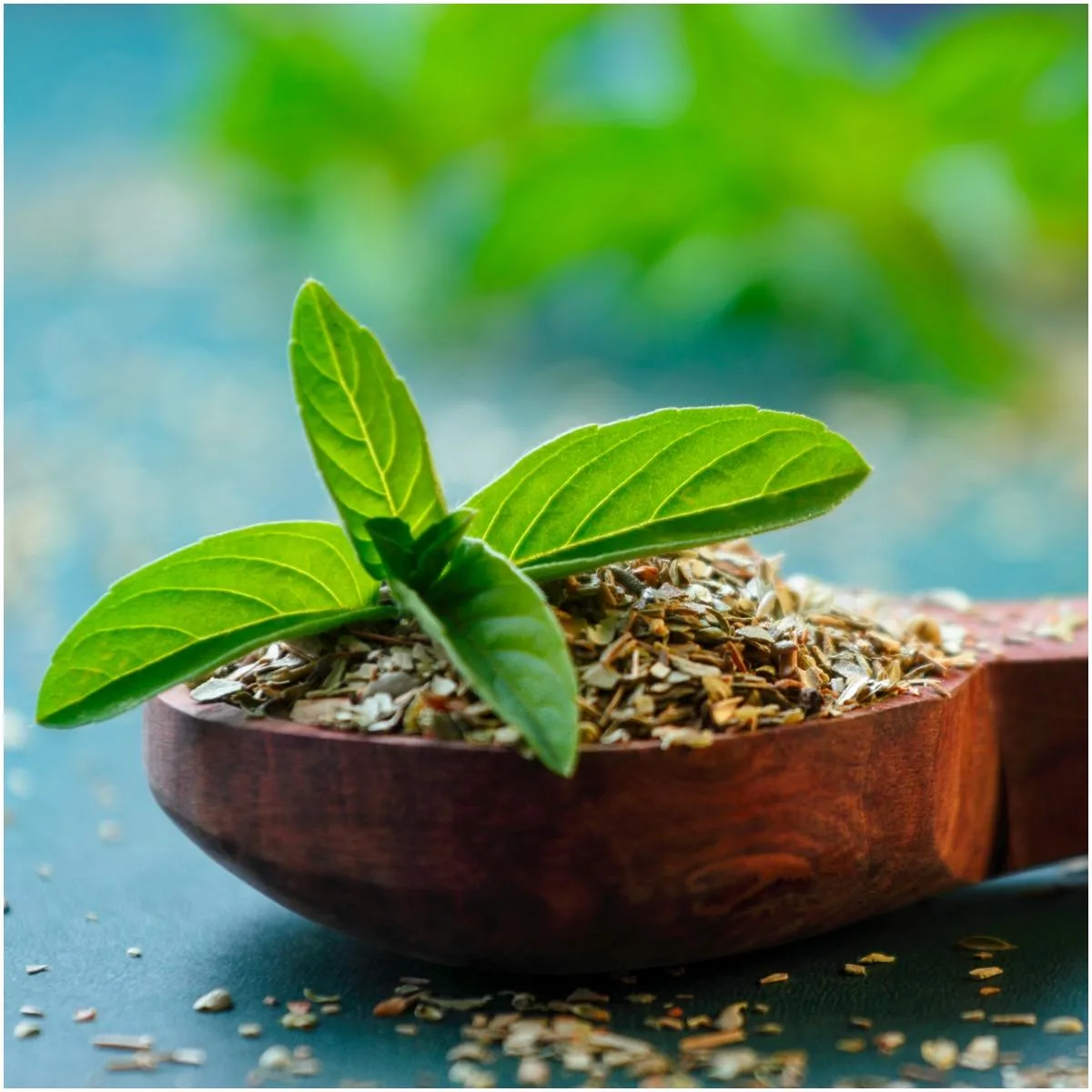 Holy Basil Plant That Create Positive Energy In Your Home