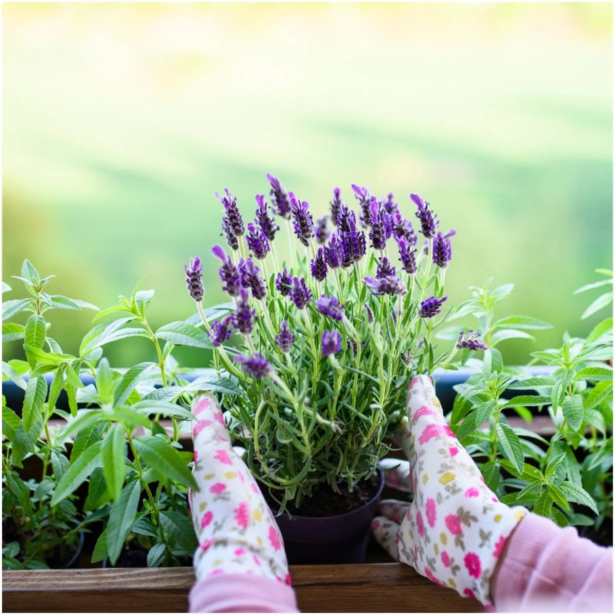 Lavender Plant That Create Positive Energy In Your Home
