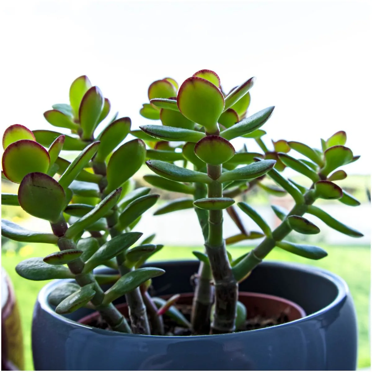 Money Plant That Create Positive Energy In Your Home
