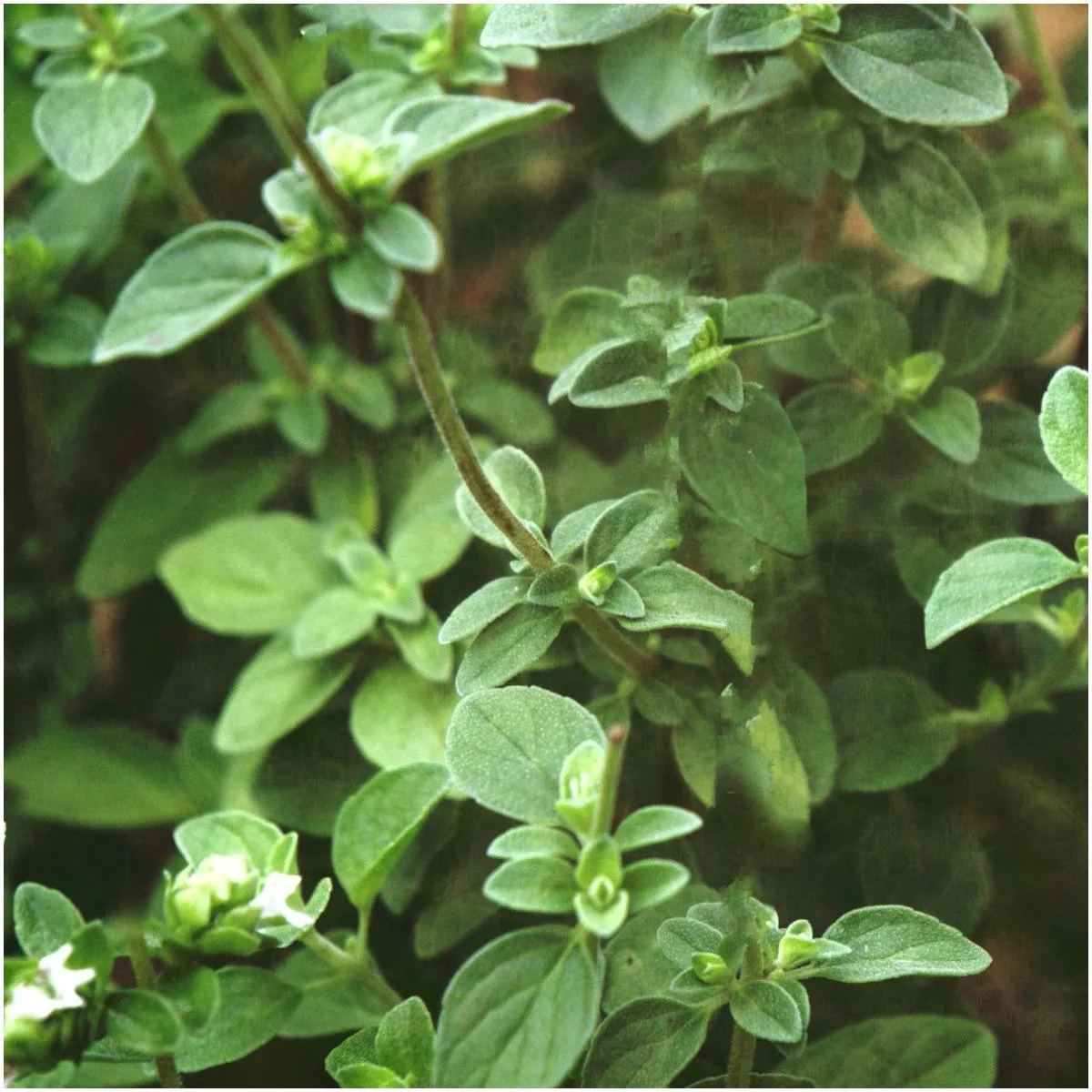 Oregano Plant That Create Positive Energy In Your Home