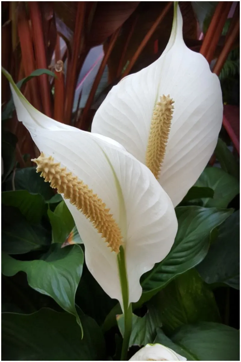 Peace Lily Plant That Create Positive Energy In Your Home