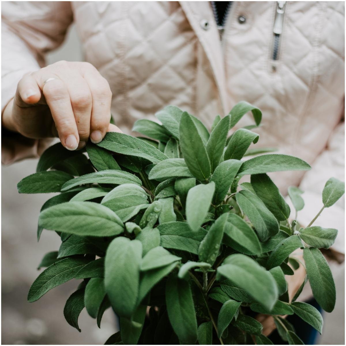 Sage Plant That Create Positive Energy In Your Home