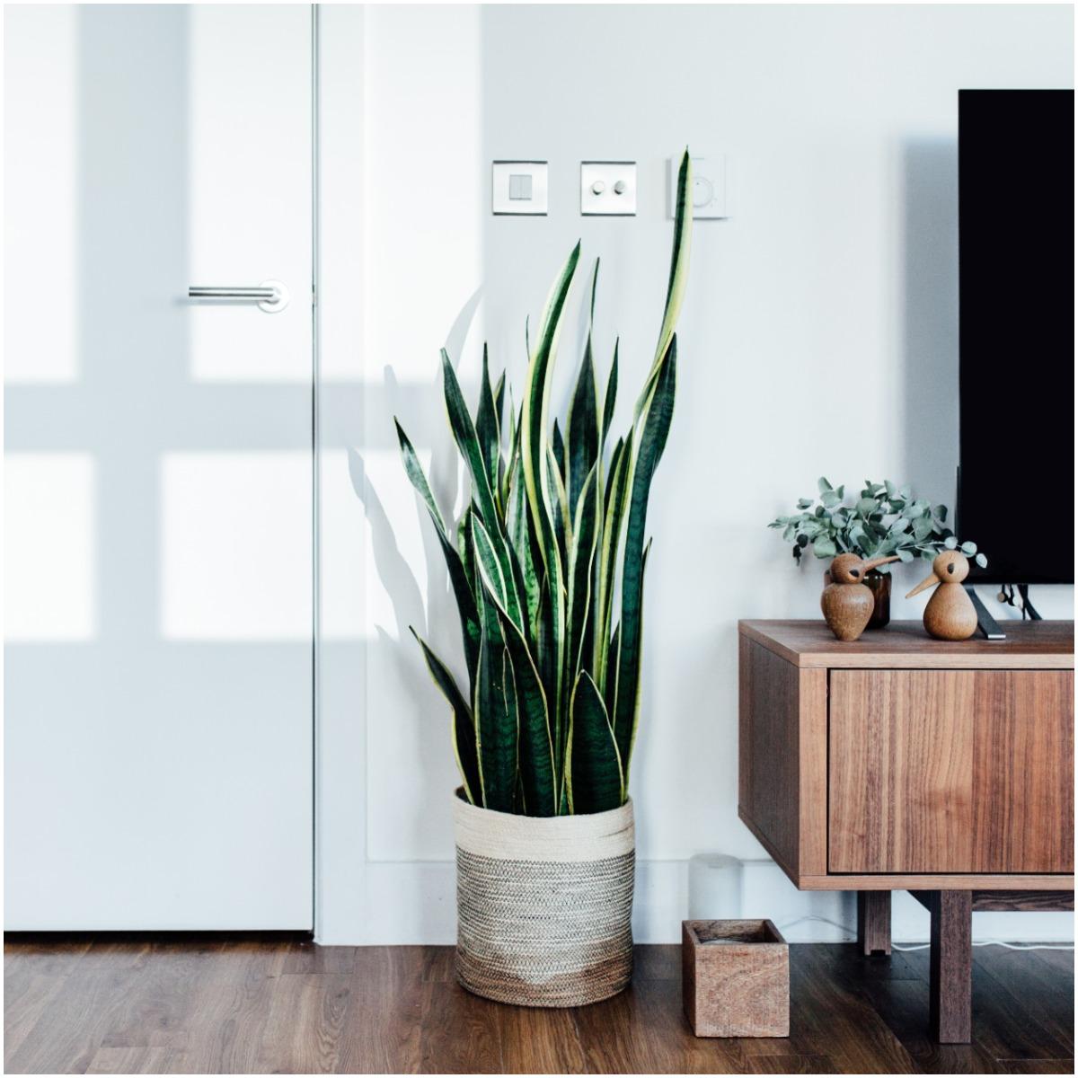 Snake Plant That Create Positive Energy In Your Home