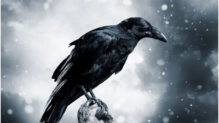 What is the Spiritual Meaning of Seeing Crows + Myths & Dream Interpretation