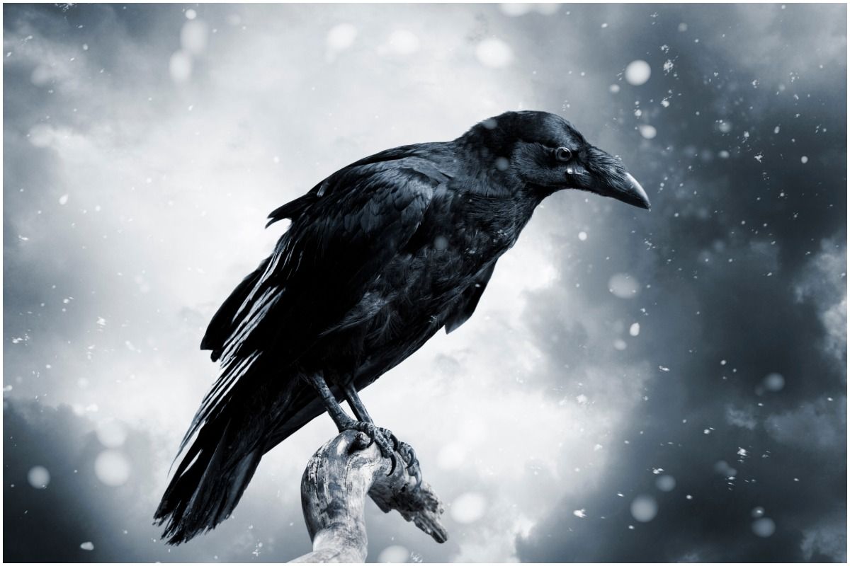 seeing 7 crows meaning
