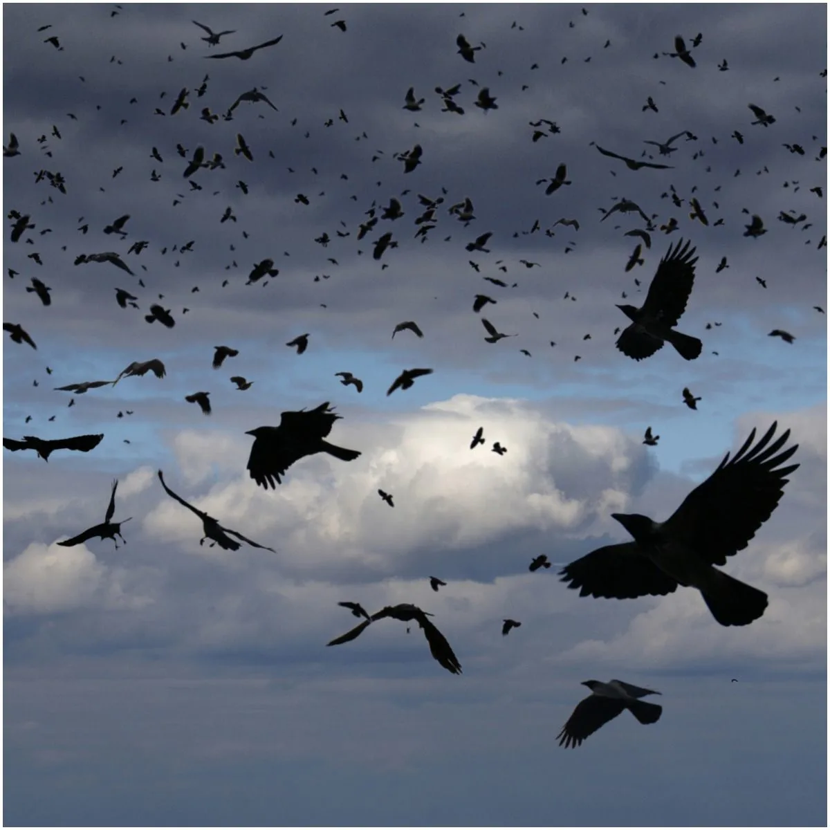 what is the spiritual meaning of seeing crows