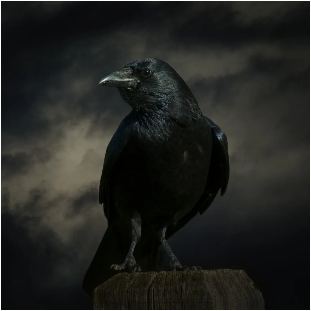 what is the spiritual meaning of seeing crows