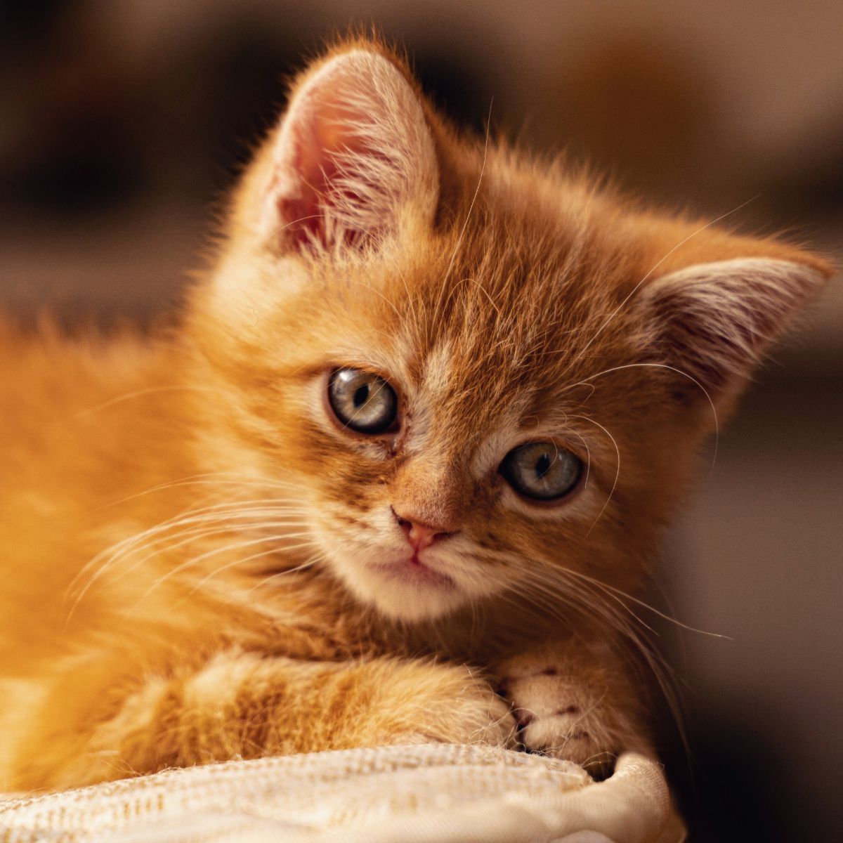 orange cat spiritual meaning