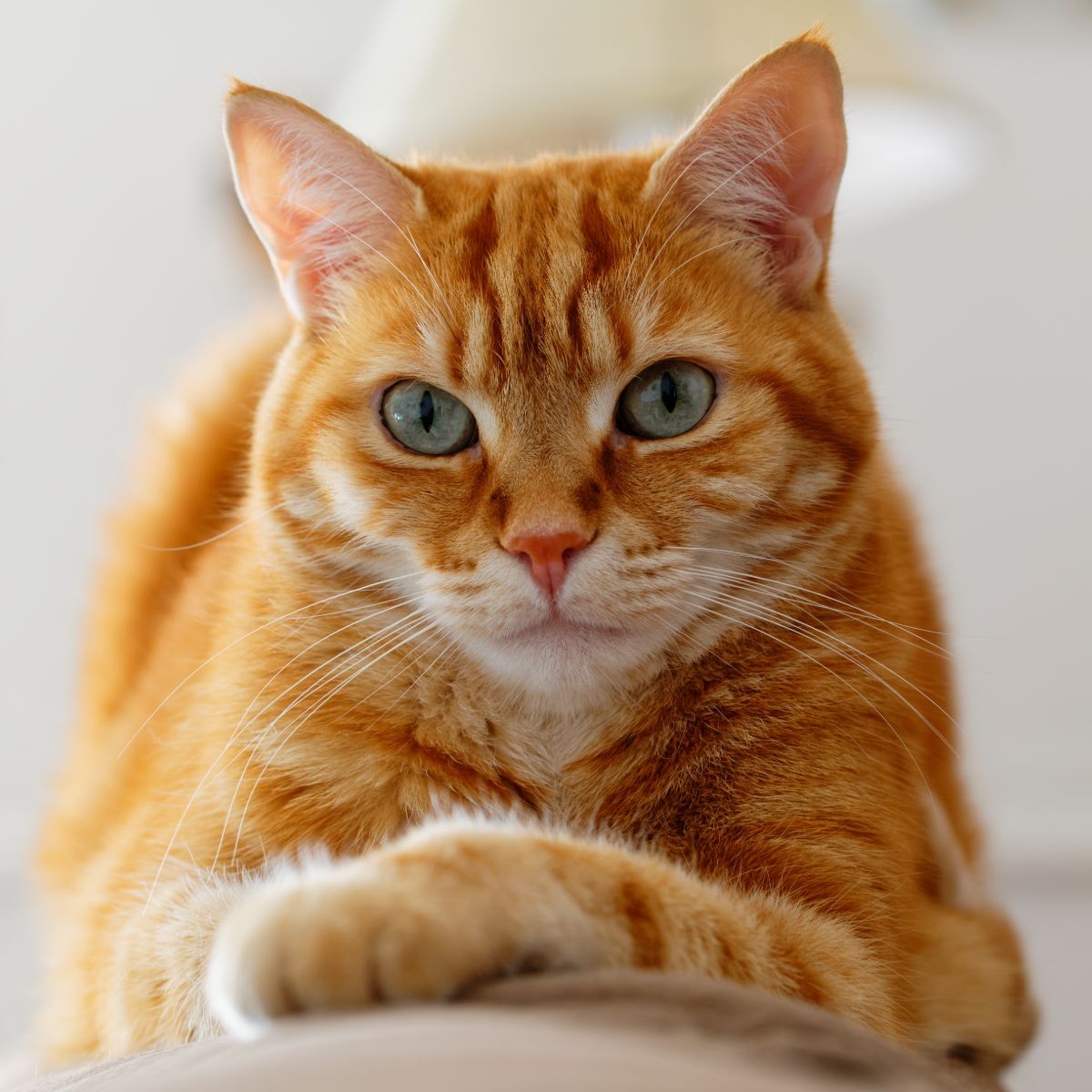 orange cat spiritual meaning