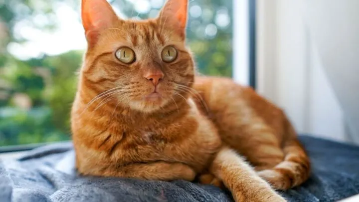 orange cat spiritual meaning