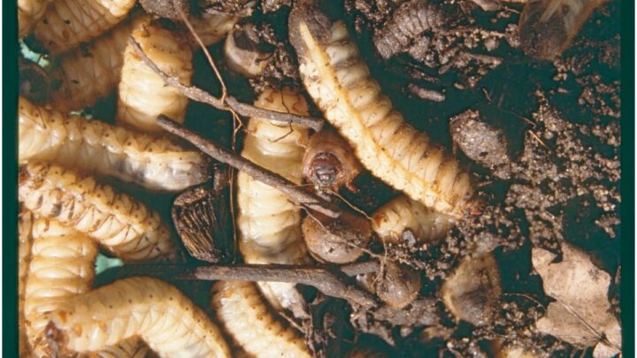 The Spiritual Meaning Of Maggots In House