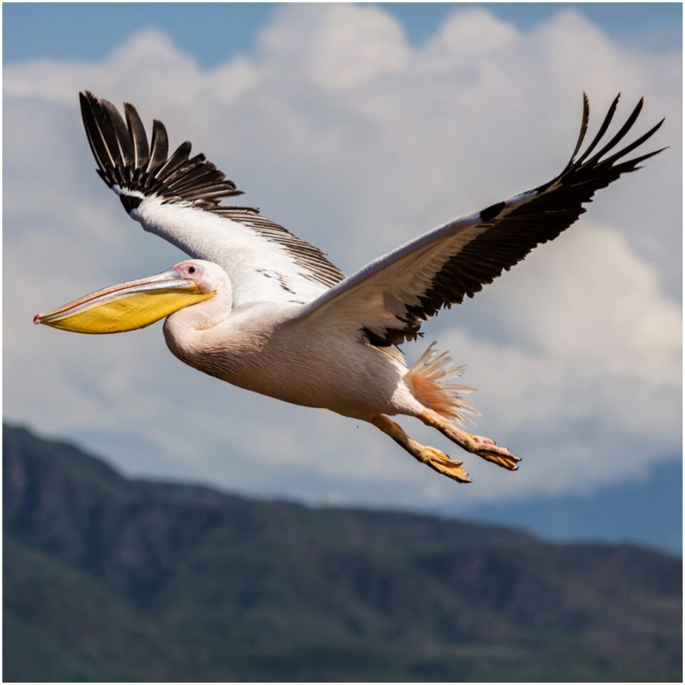 Pelican spiritual meaning - Insight state