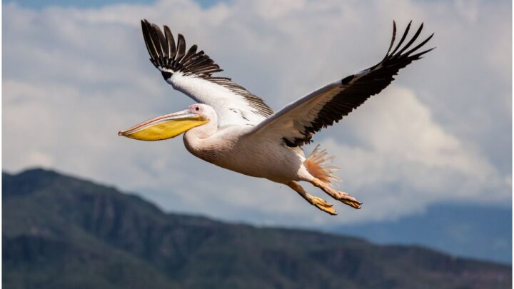 Pelican spiritual meaning