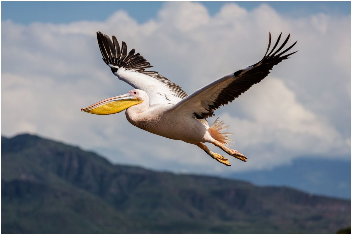 Pelican spiritual meaning Insight state