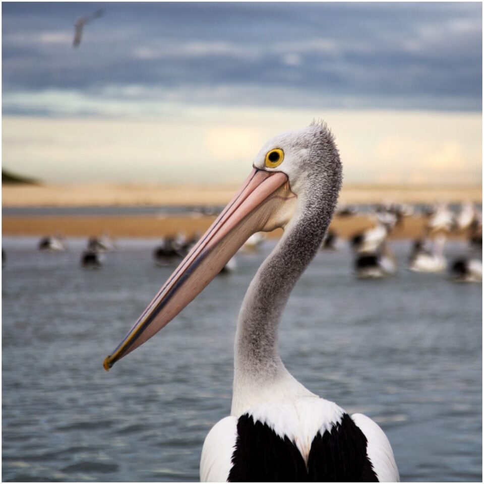 Pelican spiritual meaning - Insight state