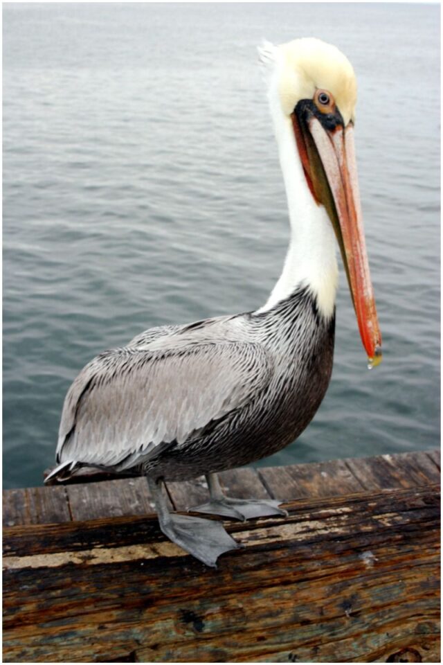 Pelican spiritual meaning Insight state