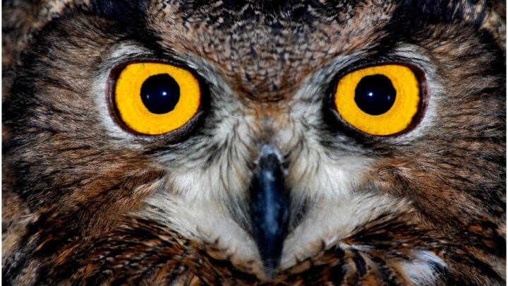 Owl hooting at night spiritual meaning