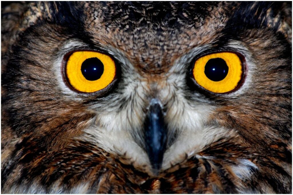 Owl hooting at night spiritual meaning Insight state