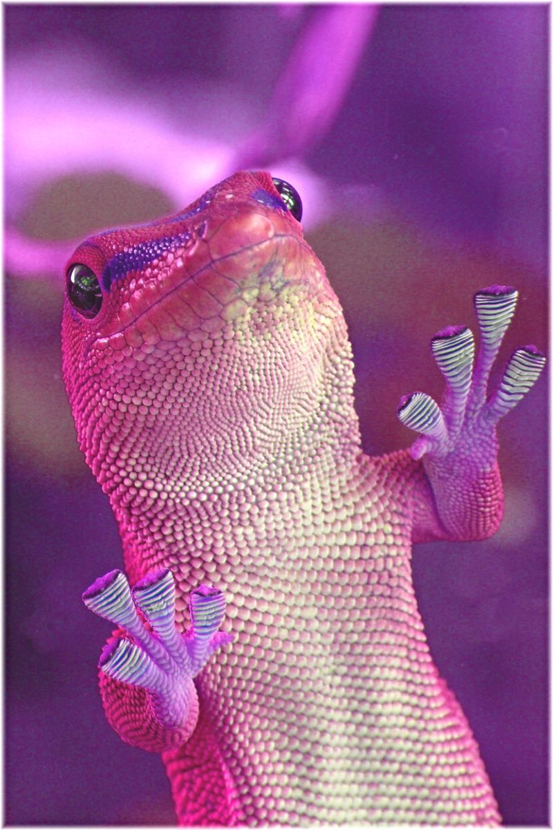 Lizard – Spiritual Meaning