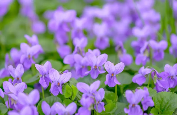 Spiritual Meaning of Violet Color
