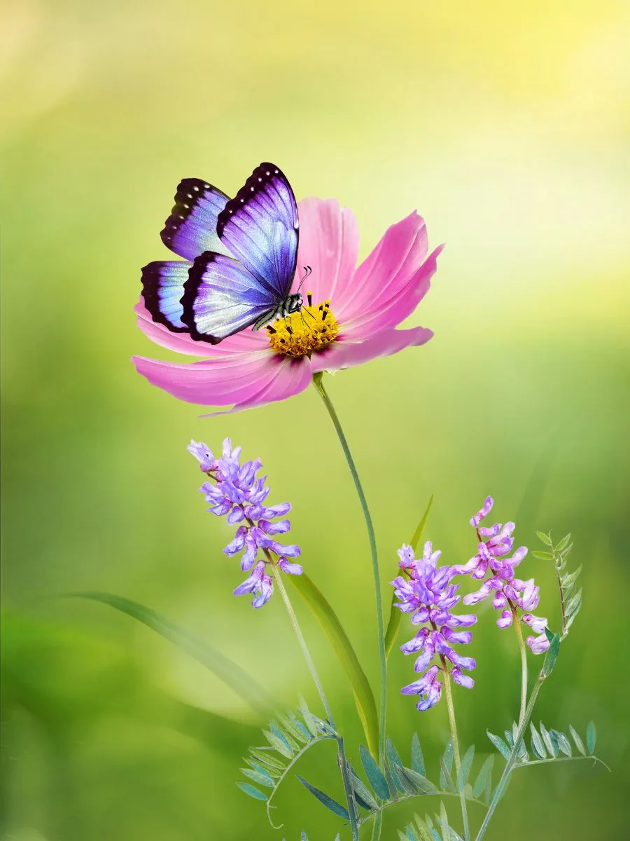 dream about butterflies landing on you
