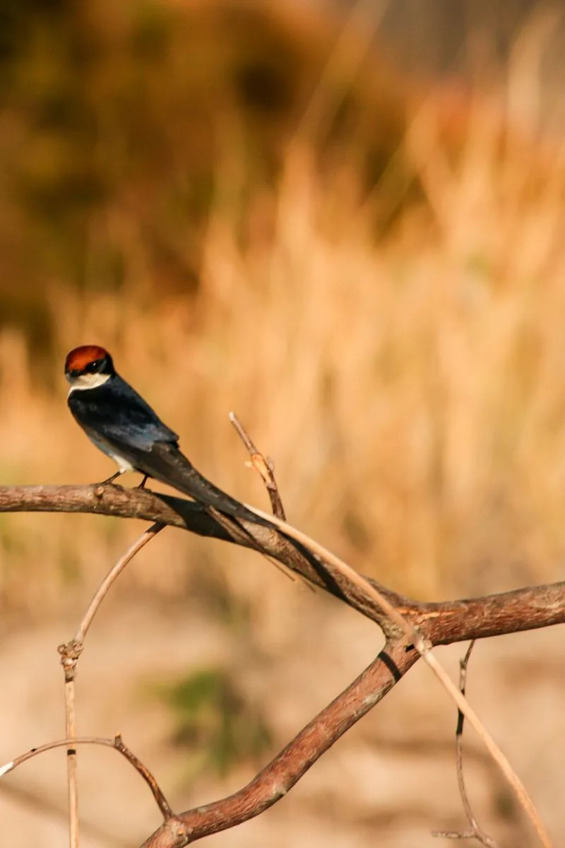 Swallow bird spiritual meaning