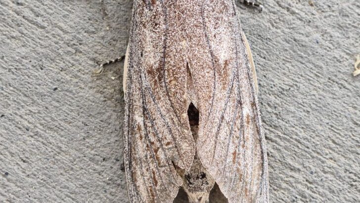 Brown Moth Spiritual Meaning