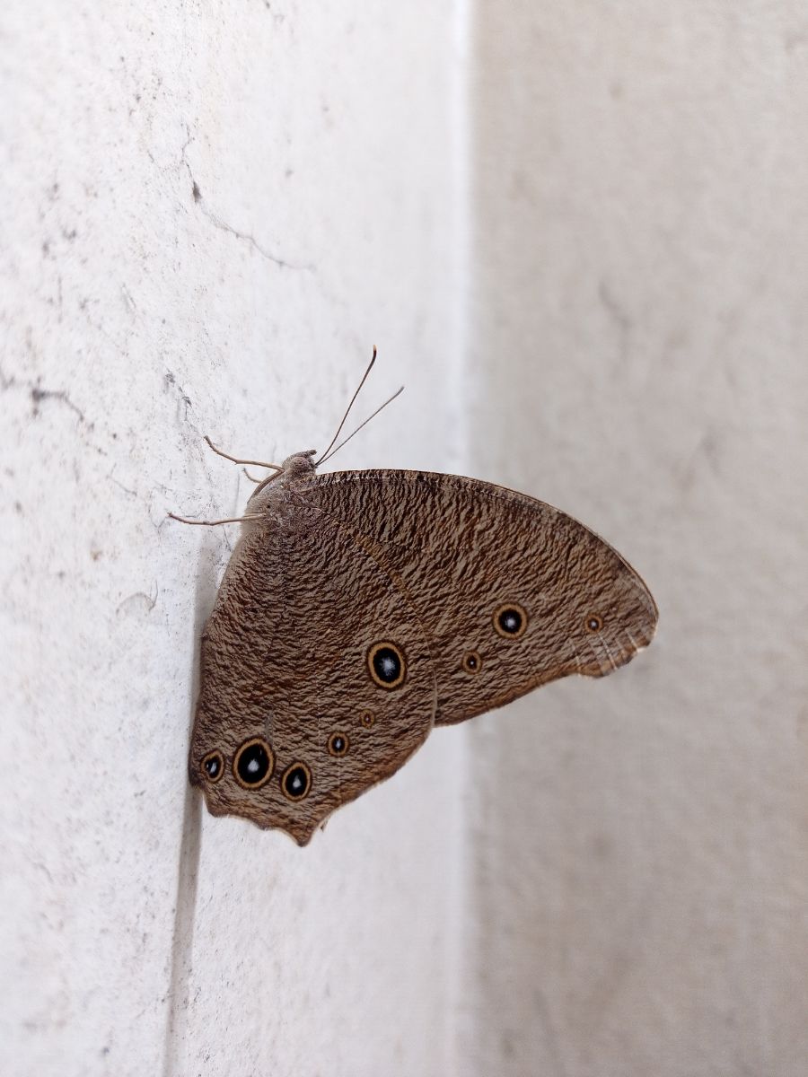 Brown Moth Spiritual Meaning