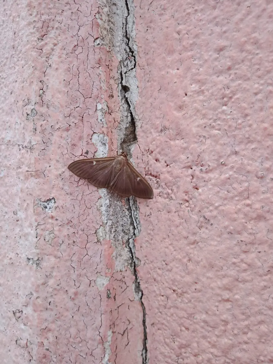 Brown Moth Spiritual Meaning