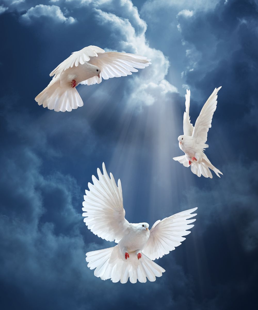 Dove Symbolism 5 Spiritual Meanings Of This Loving Bird
