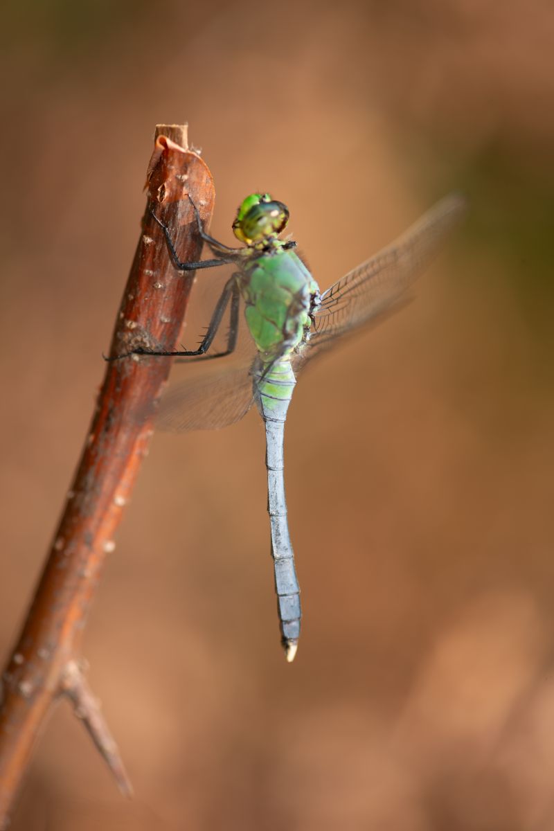 Dragonfly Spiritual Meaning