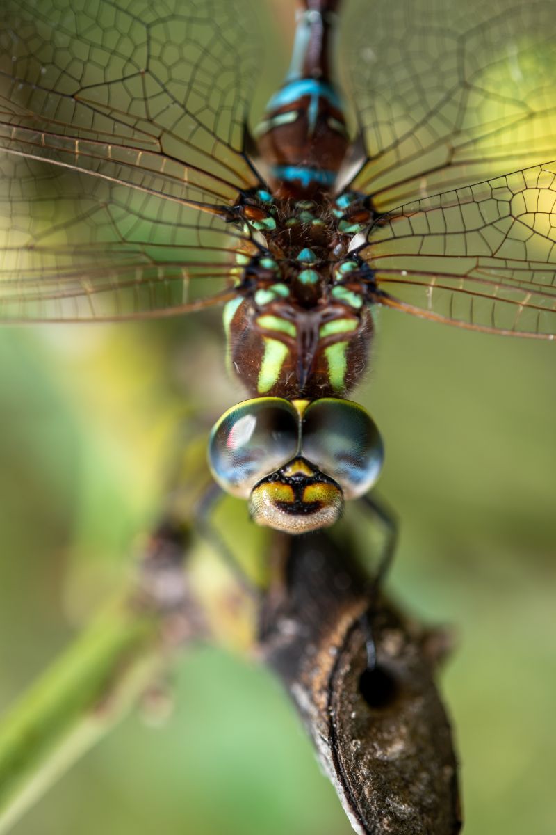 Dragonfly Spiritual Meaning