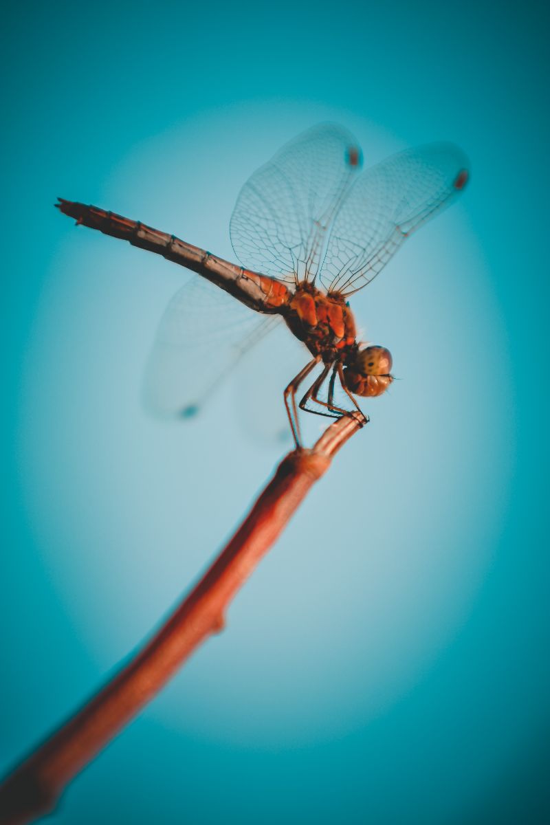 Dragonfly Spiritual Meaning