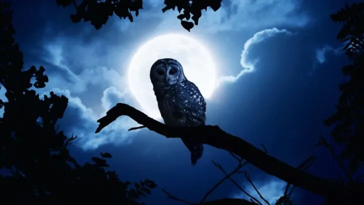 Hearing An Owl Hoot 3 Times Spiritual Meaning