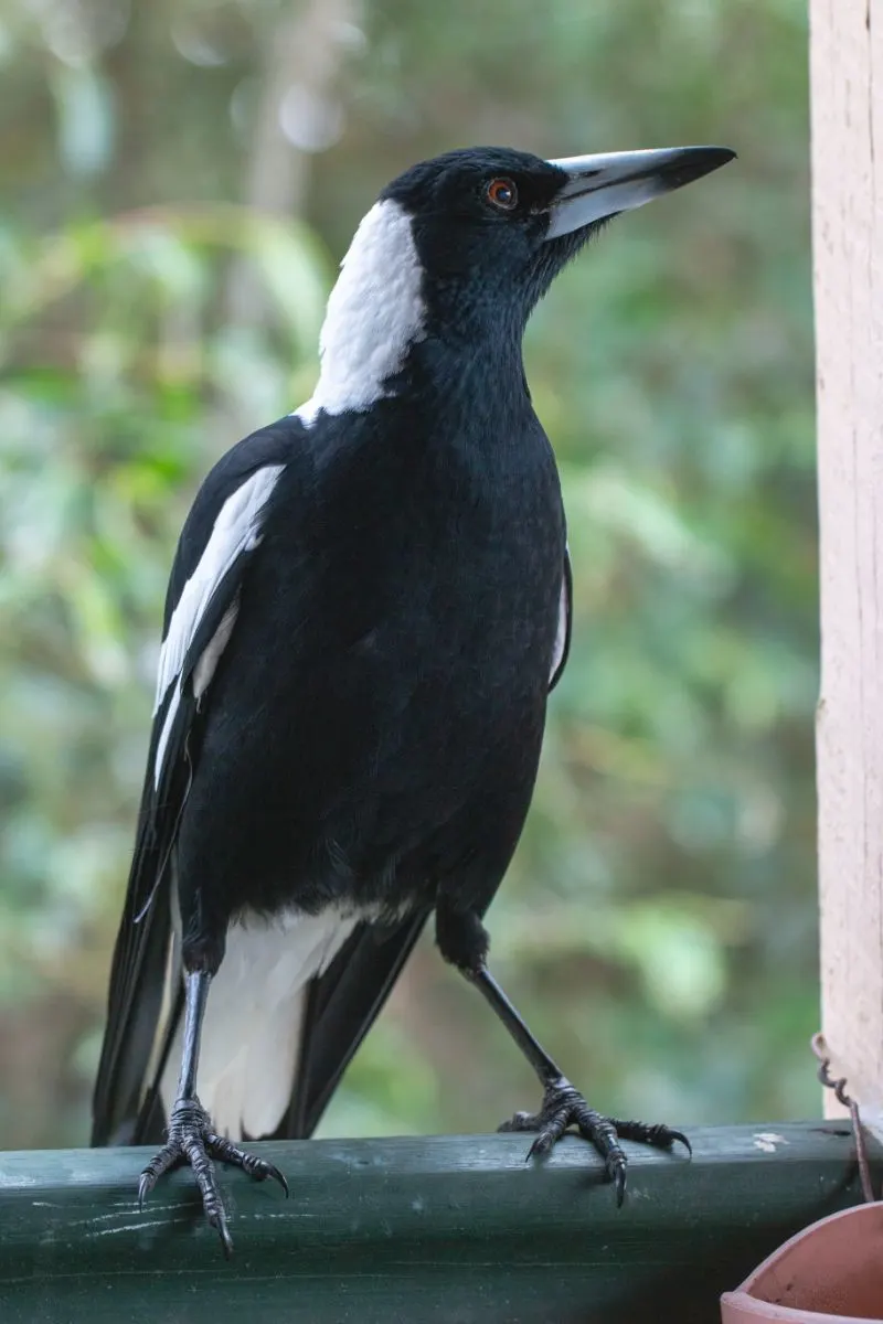 Magpie spiritual meaning