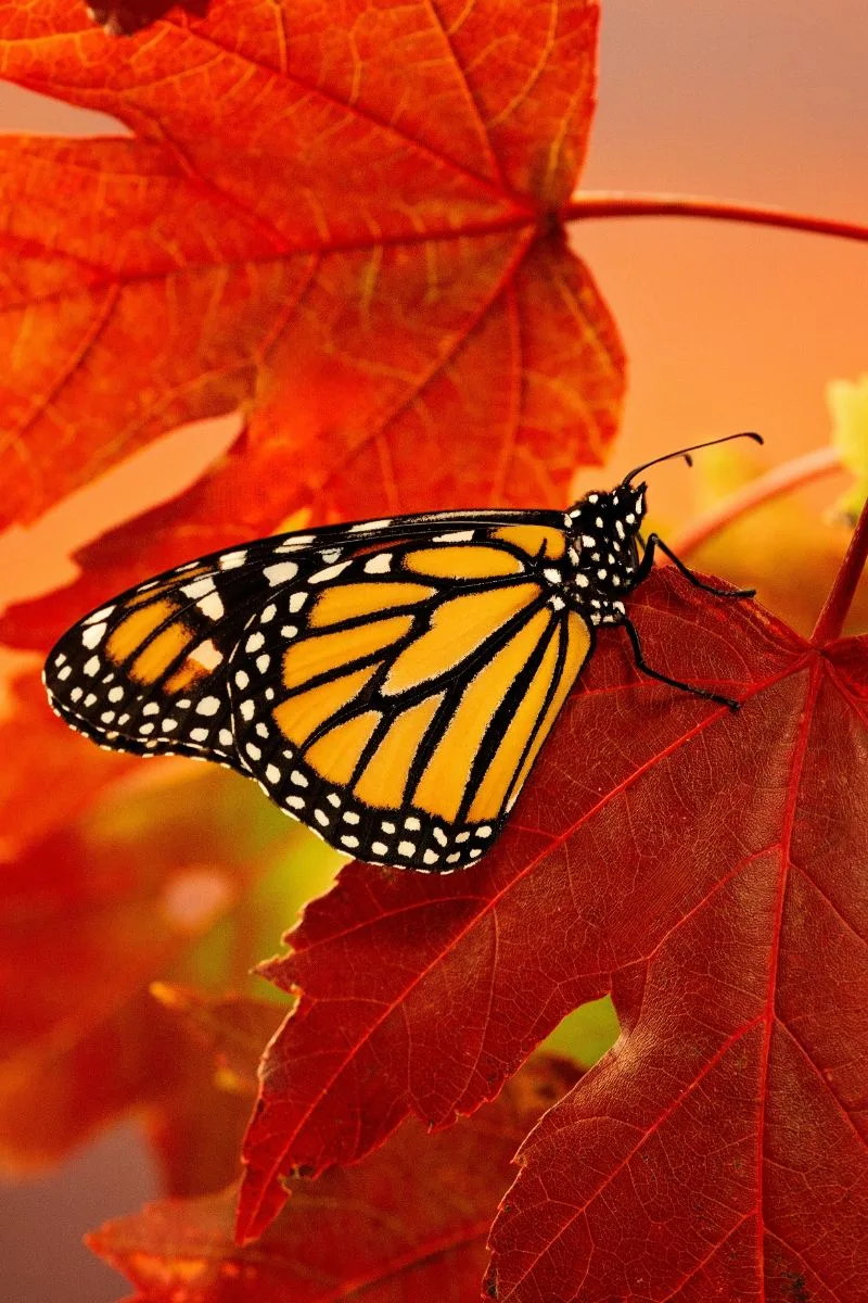 Monarch Butterfly Spiritual Meaning