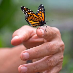 Monarch Butterfly Spiritual Meaning - Insight state