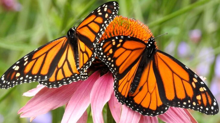 Monarch Butterfly Spiritual Meaning