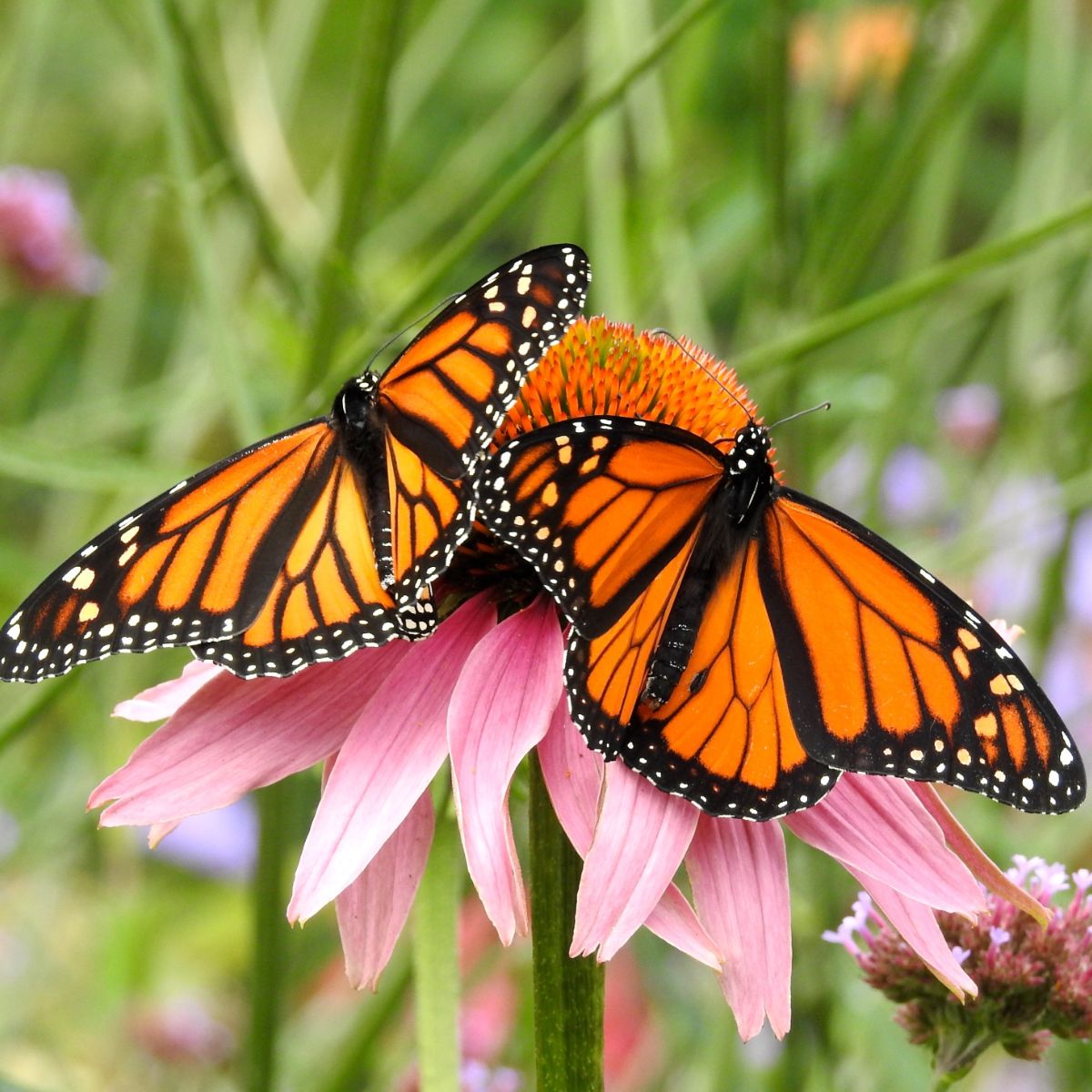 Monarch Butterfly Spiritual Meaning